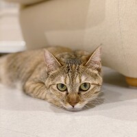 ペル