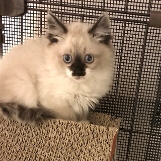 ふわふわ兄妹♡シャムミックス風のララちゃん