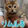 里親決定しました サムネイル2