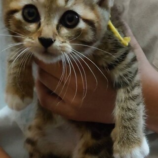 里親決定しました