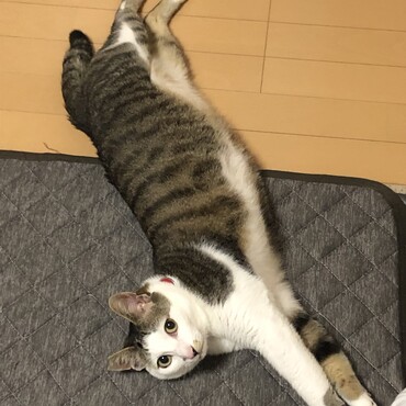 最近のお気に入りポーズ