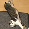 最近のお気に入りポーズ