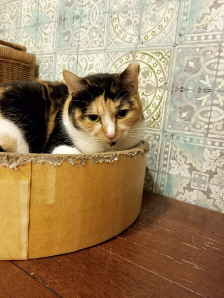 魅惑のお腹をもつ三毛猫『チー』」岐阜県 - 猫の里親募集(366257 