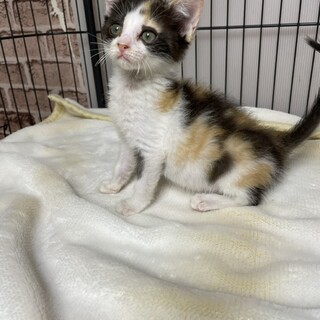 甘猫、デレ猫、三毛猫❣傍を離れないミーにゃん