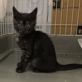 可憐な可愛さ　おとひめちゃん