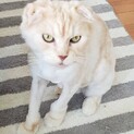 【ままりん】おかげさまで里親様が決まりました！