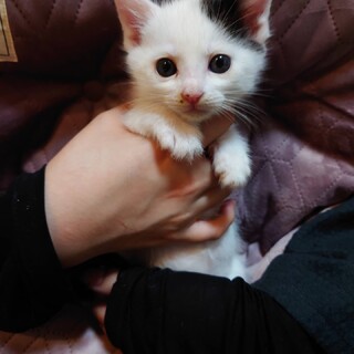 兄弟仲良くお迎えを！１ヶ月