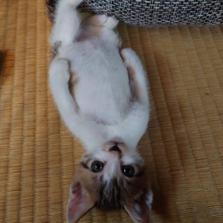 兄弟仲良くお迎えを！１ヶ月