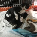 2匹同時に飼って下さる方限定‼️ 2ヶ月弱　子猫