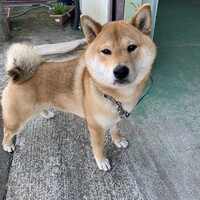 マロン