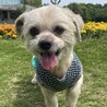マルチーズmix ♂楽（がく）　推定7〜8歳 サムネイル4