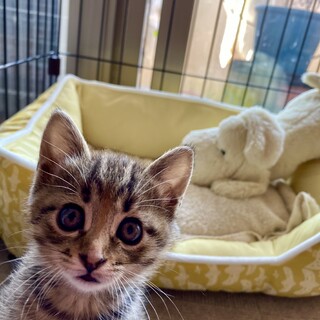 元気いっぱい！推定2.5ヶ月の女の子