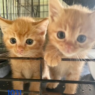 cat-M1031/32兄妹・可愛過ぎ♪