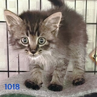 cat-M1018　ウレーサバ長毛ゴロニャン♪