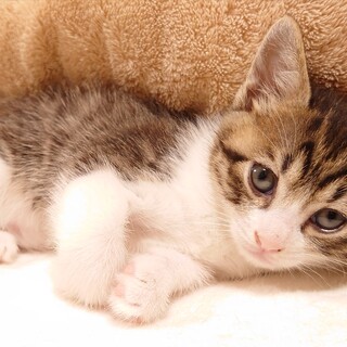 くりくりお目めの美少女ちゃん