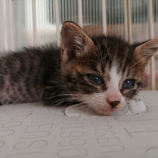 おとなしい、キジ白ちゃん