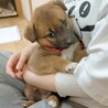 穏やか懐っこい☆陽（よう）くん　2ヶ月 サムネイル6