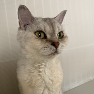 珍しいセルカークレックスの女の子