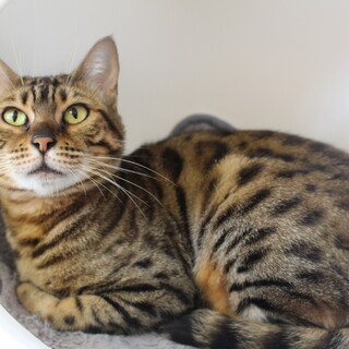 アルエットちゃん　推定4歳