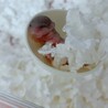 アフリカヤマネの赤ちゃん サムネイル5