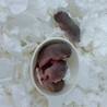 アフリカヤマネの赤ちゃん サムネイル6