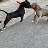 ピットブル♂里親募集 サムネイル4