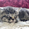 甘えん坊キジトラ子猫　茶トラと兄弟