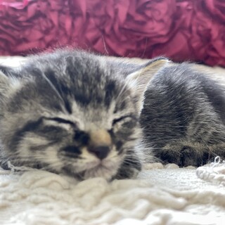 甘えん坊キジトラ子猫　茶トラと兄弟