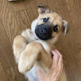 元気な男の子「こつぶ」