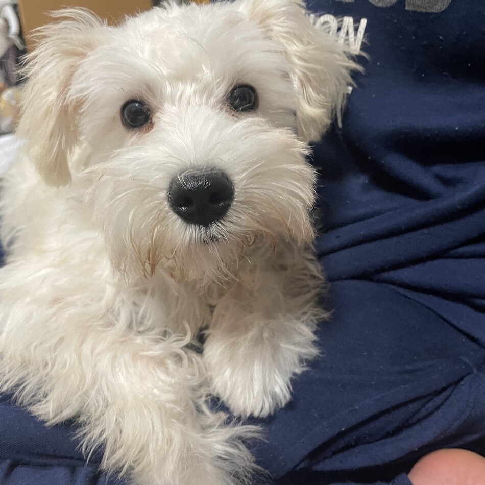 ルイのカバー写真