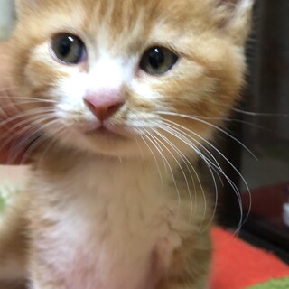 ありがとうございました★ぷくぷく可愛い叶芽くん