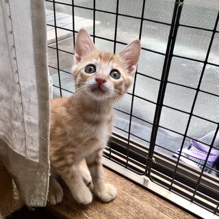 お見合い予定☆つばさくん♂2ヶ月