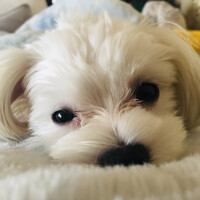 苺愛