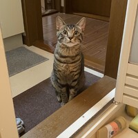 トト