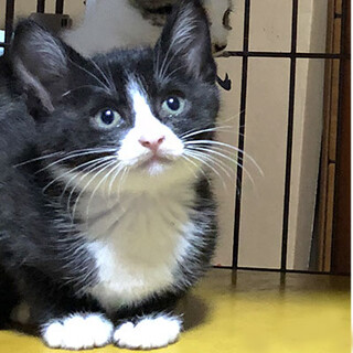太宰府市：親子で保護された子猫6匹