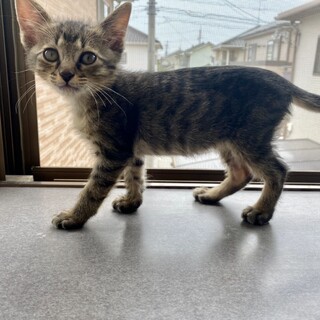 お見合い予定☆つむぎくん♂2ヶ月