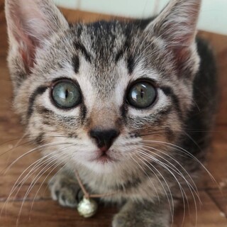 「野良の子猫」おとちゃんの里親募集