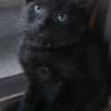 「野良の子猫」くまちゃんの里親募集2匹譲渡条件