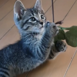 「野良の子猫」どんくんの里親募集