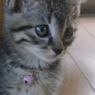 「野良の子猫」ピンちゃんの里親募集2匹譲渡条件