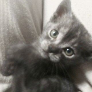 姉妹一緒のお家探してます