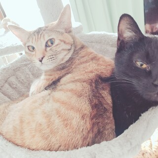 猫2匹、家庭の事情で見れず、里親を募集。