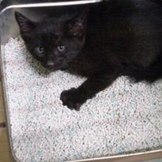 処分対象 黒猫 子猫