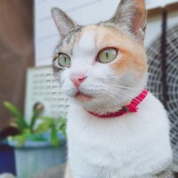 きなこ