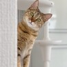 の写真