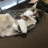 こぴた