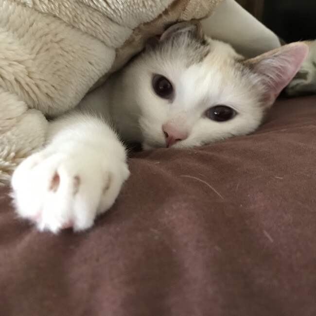 こぴたのカバー写真