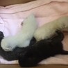 四人の赤ちゃんニャン。白ちゃんの1人が養女になる予定。これからが楽しみ❤️