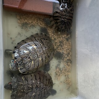 おっきなカメ3匹