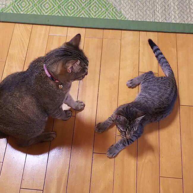 チョコ&ココアのカバー写真